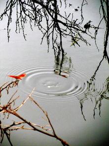 水墨丹青爆料视频,揭秘水墨画艺术魅力背后的故事